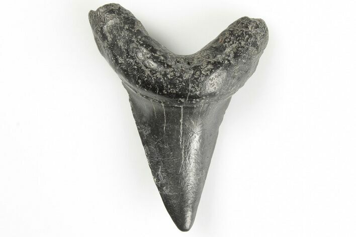 Rare, Fossil Mackerel Shark (Parotodus) Tooth - South Carolina #202017